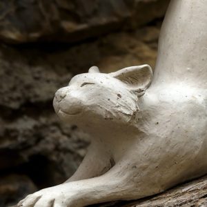 Chat blanc qui s&rsquo;étire