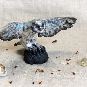 Chouette du petit peuple qui ouvre ses ailes