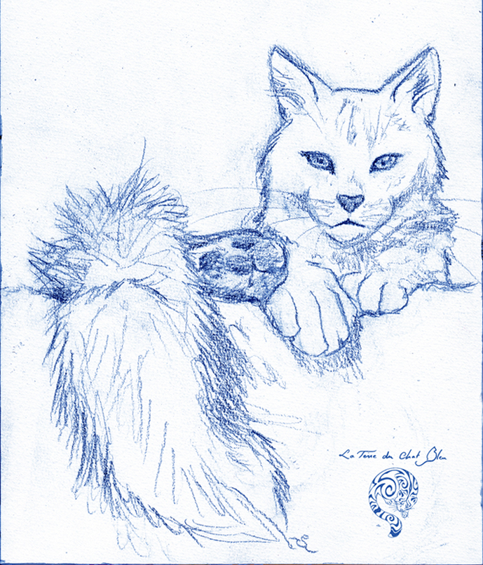 Dessin réaliste de chat, au crayon bleu