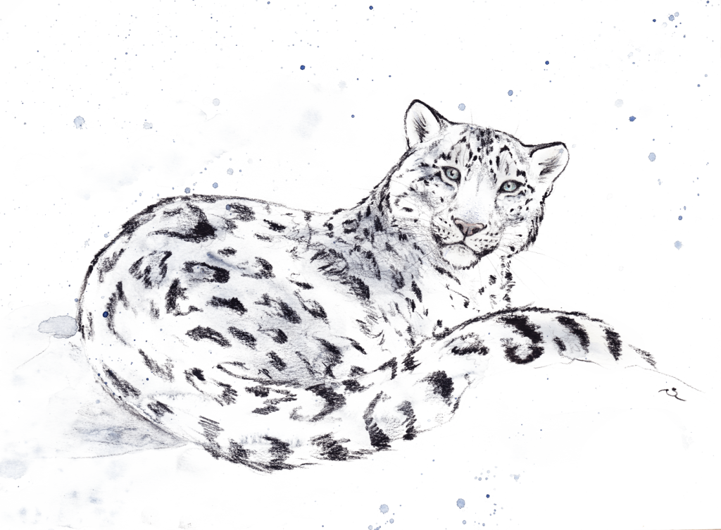 Dessin panthère des neiges