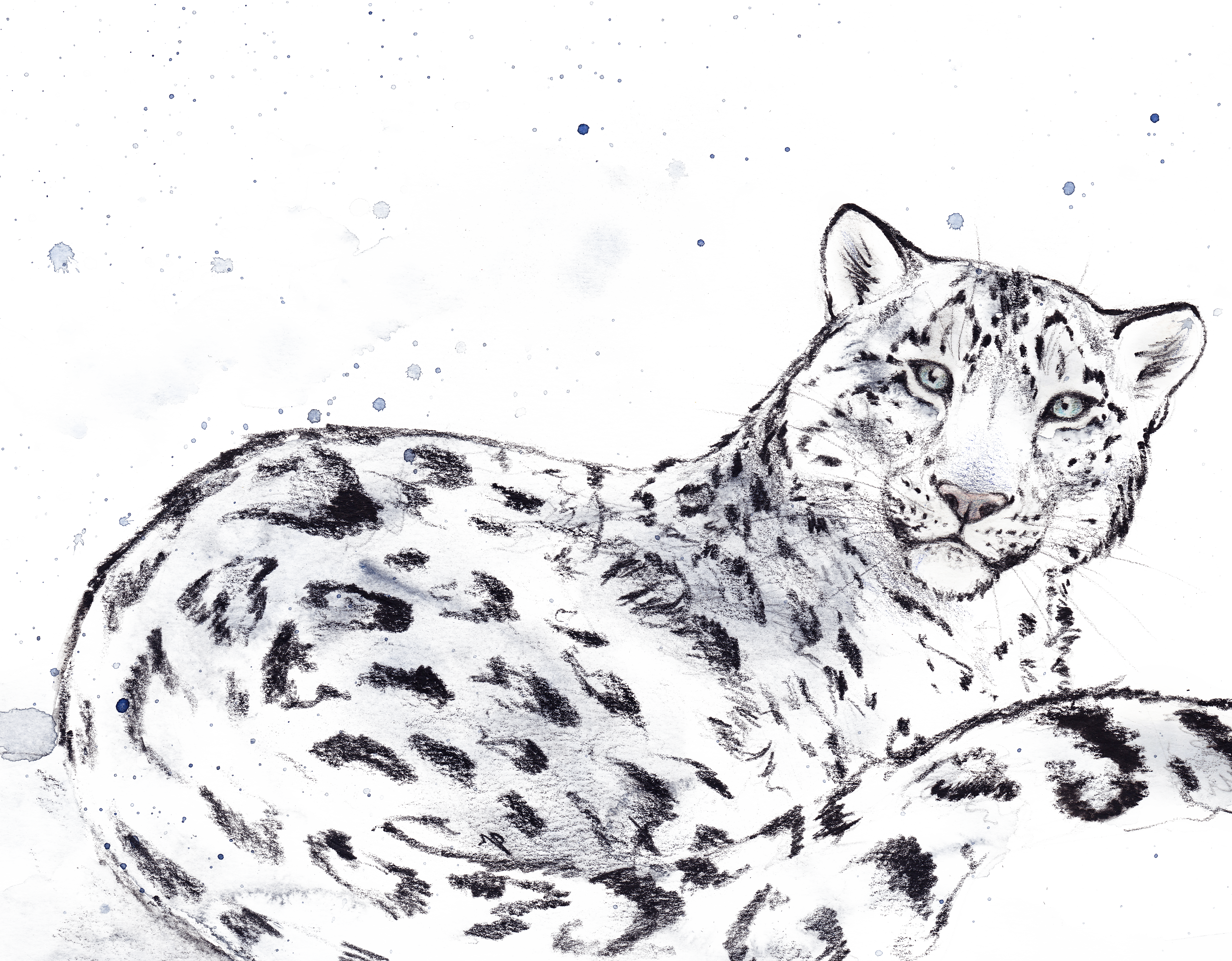 Dessin de panthère des neiges
