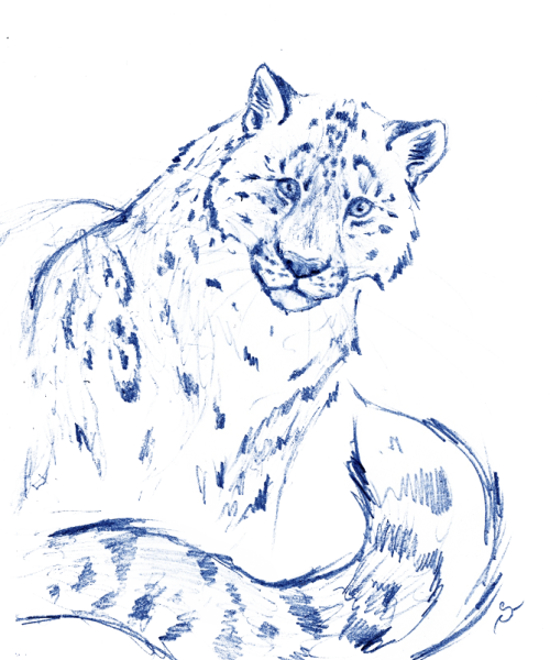 Dessin de panthère des neiges